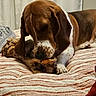 basset_hound, dog, bone, bed, blanket, quilt, striped, indoor, pet, animal, canine, ears, fur, paw, snout, resting, curtains, brown, white, relaxed