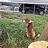 Bentley is registered to the contest to win money with this photo: dog, grass, leash, car, outdoor, yard, brown, white, pet, vehicle, parking, nature, calm, sitting, fence, rock, side_view, daylight, animal, collar