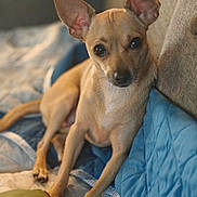 Chloe is registered to the contest to win money with this photo: dog, small_dog, tan_dog, pet, bed, quilt, blue_quilt, blanket, cozy, indoors, canine, ears, fur, animal, cute, resting, looking, expression, comfort, home