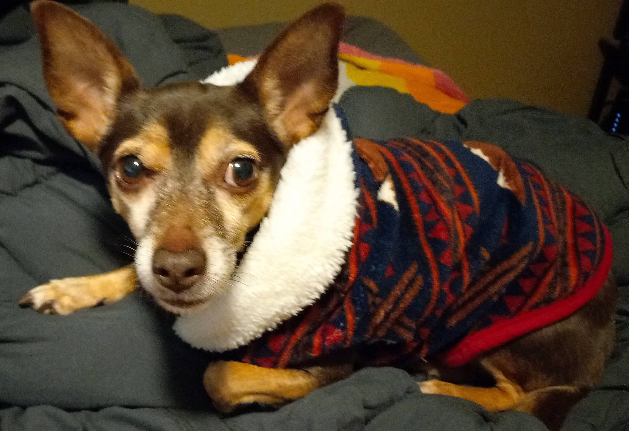 Baby joined the competition — help win amazing prizes! ancient_dog_breeds, canidae, carnivore, comfort, companion_dog, dog, dog_breed, dog_supply, ear, eye, fawn, fur, herding_dog, sitting, snout, sporting_group, terrestrial_animal, whiskers, working_animal, working_dog