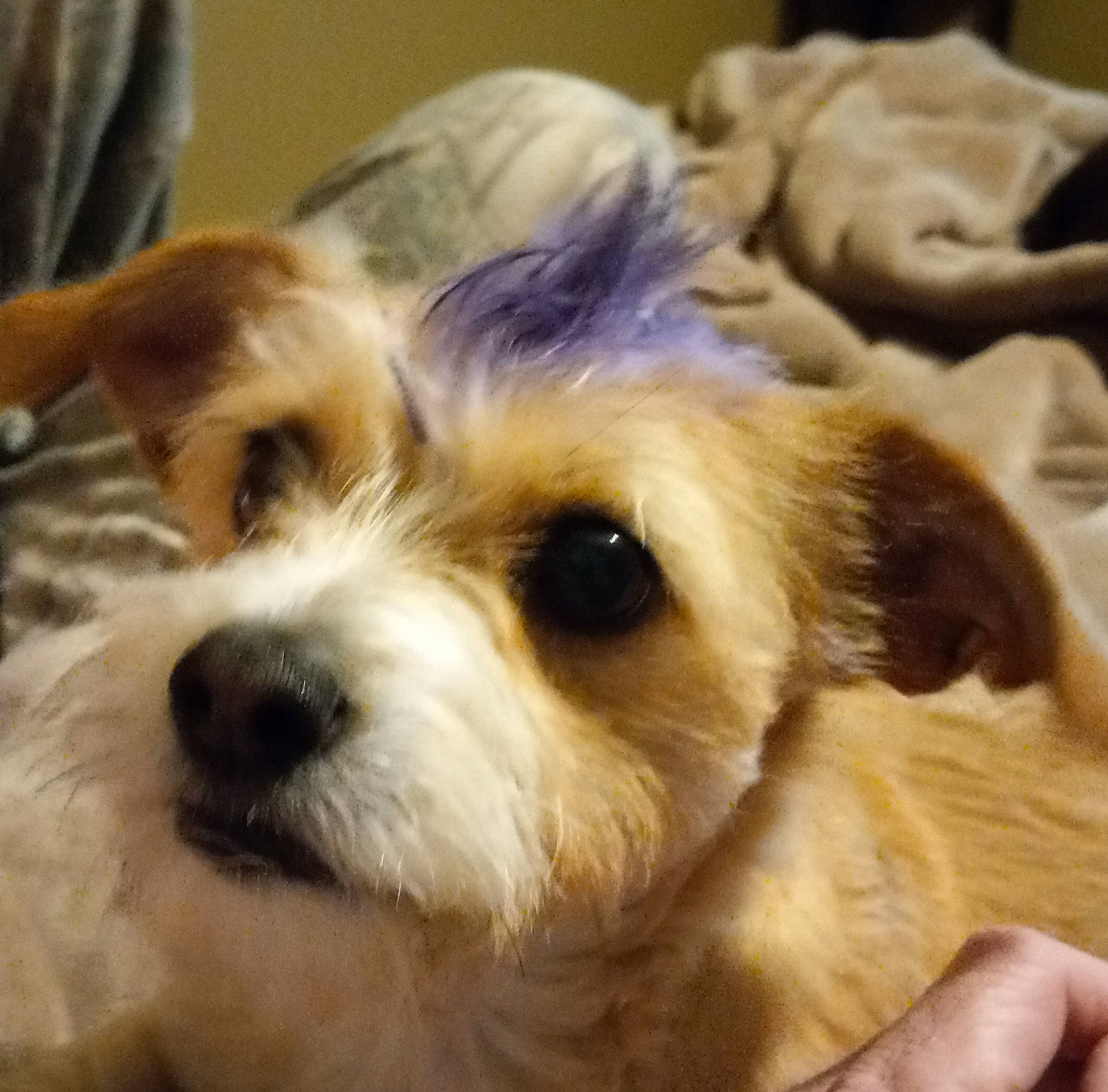 Annie joined the competition — help win amazing prizes! biewer_terrier, canidae, carnivore, companion_dog, dog, dog_breed, fawn, fur, non_sporting_group, small_terrier, snout, sporting_group, terrestrial_animal, terrier, toy_dog, whiskers, working_animal