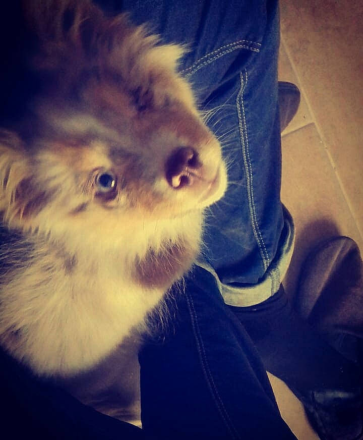 Rain participe au concours pour gagner de l'argent avec cette photo : carnivore, cloud, companion_dog, cumulus, dog_breed, electric_blue, felidae, fur, gesture, happy, meteorological_phenomenon, morning, mountainous_landforms, paw, sky, small_to_medium_sized_cats, snout, sporting_group, whiskers, wilderness