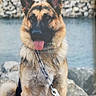 Sacco a rejoint le concours — aidez-le/la à gagner de superbes lots ! dog, german_shepherd, pet, canine, sitting, outdoor, water, shoreline, rocks, leash, collar, tag, tongue_out, ears_up, black_and_tan, fur, portrait, close_up, natural_light, happy