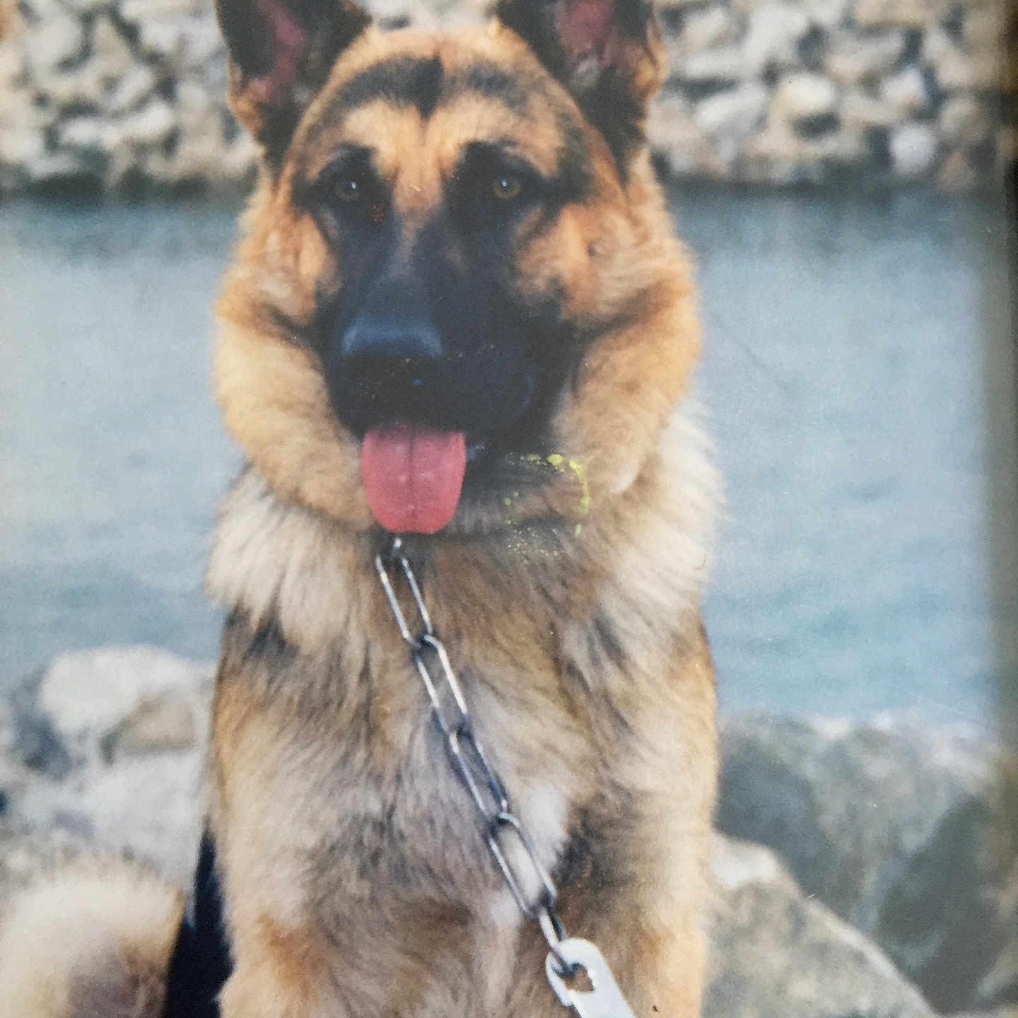 Sacco a rejoint le concours — aidez-le/la à gagner de superbes lots ! dog, german_shepherd, pet, canine, sitting, outdoor, water, shoreline, rocks, leash, collar, tag, tongue_out, ears_up, black_and_tan, fur, portrait, close_up, natural_light, happy