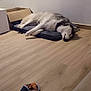 bed, cardboard_box, collar, cozy, cushion, dog, floor, home, husky, indoor, paws, pet, relaxed, resting, room, sleep, sleeping, slipper, window, wooden_floor