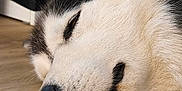 Alfa a rejoint le concours — aidez-le/la à gagner de superbes lots ! black_and_white, black_fur, close_up, dog, ear, floor, fur, hardwood_floor, husky, indoor, muzzle, nose, pet, portrait, relaxed, sleeping, snout, tongue, whiskers, white_fur