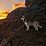animal, canine, cliff, clouds, coast, dog, fur, husky, majestic, nature, ocean, outdoor, pet, profile, rock, shoreline, sky, standing, sunset, water