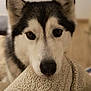Alfa participe au concours pour gagner de l'argent avec cette photo : animal, blanket, close_up, cozy, dog, domestic_animal, ears, eyes, face, fur, gaze, husky, indoors, muzzle, nose, pet, portrait, staring, whiskers, window