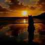 Alfa a rejoint le concours — aidez-le/la à gagner de superbes lots ! beach, canine, clouds, dog, evening, golden_hour, horizon, landscape, nature, ocean, pet, reflection, seaside, shore, silhouette, sky, sun, sunset, tranquil, water