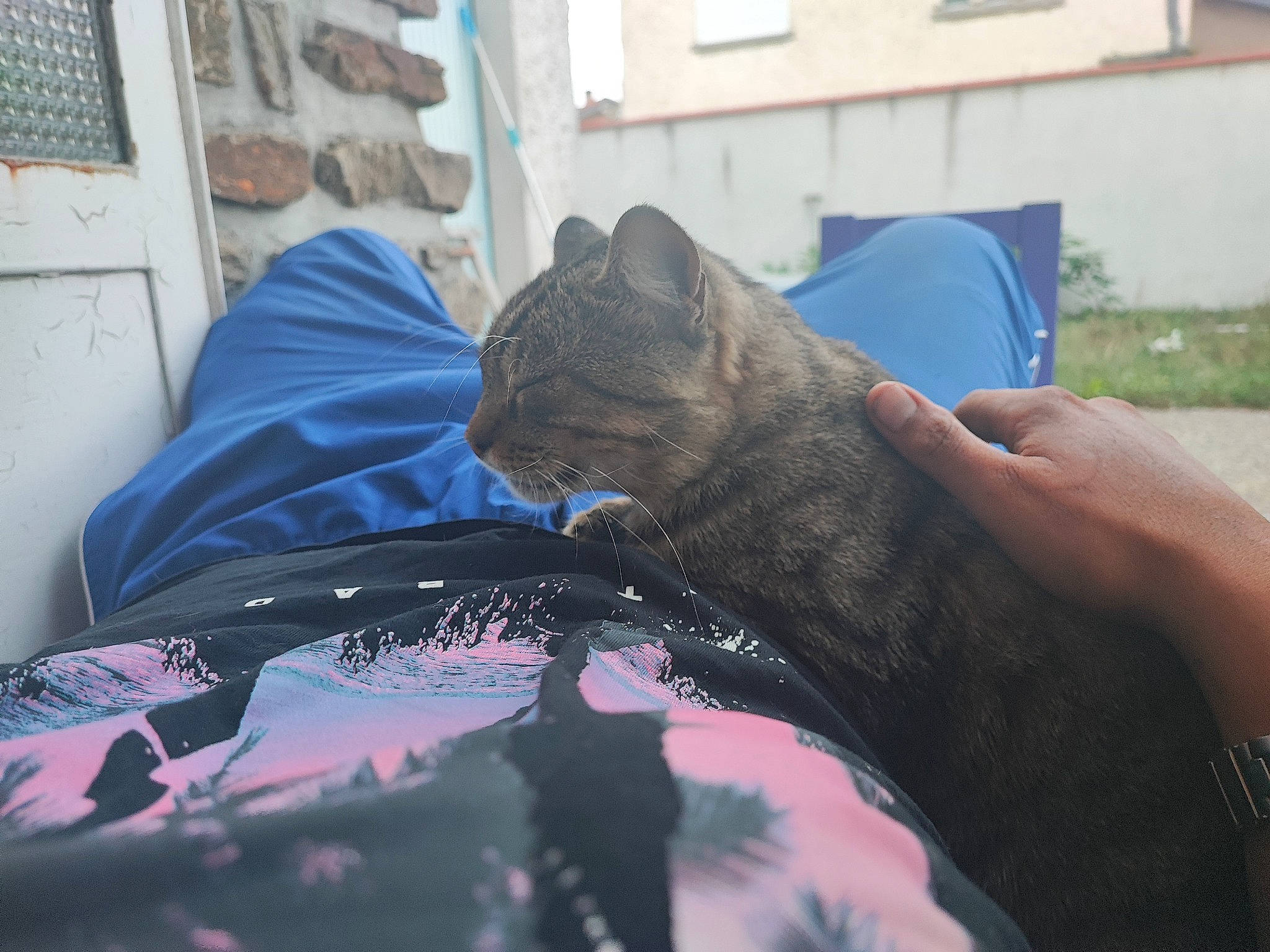 Ponpon a rejoint le concours — aidez-le/la à gagner de superbes lots ! automotive_tire, bed, bedding, carnivore, cat, claw, comfort, domestic_short_haired_cat, electric_blue, felidae, fur, human_leg, linens, nap, plant, room, sitting, small_to_medium_sized_cats, whiskers, window