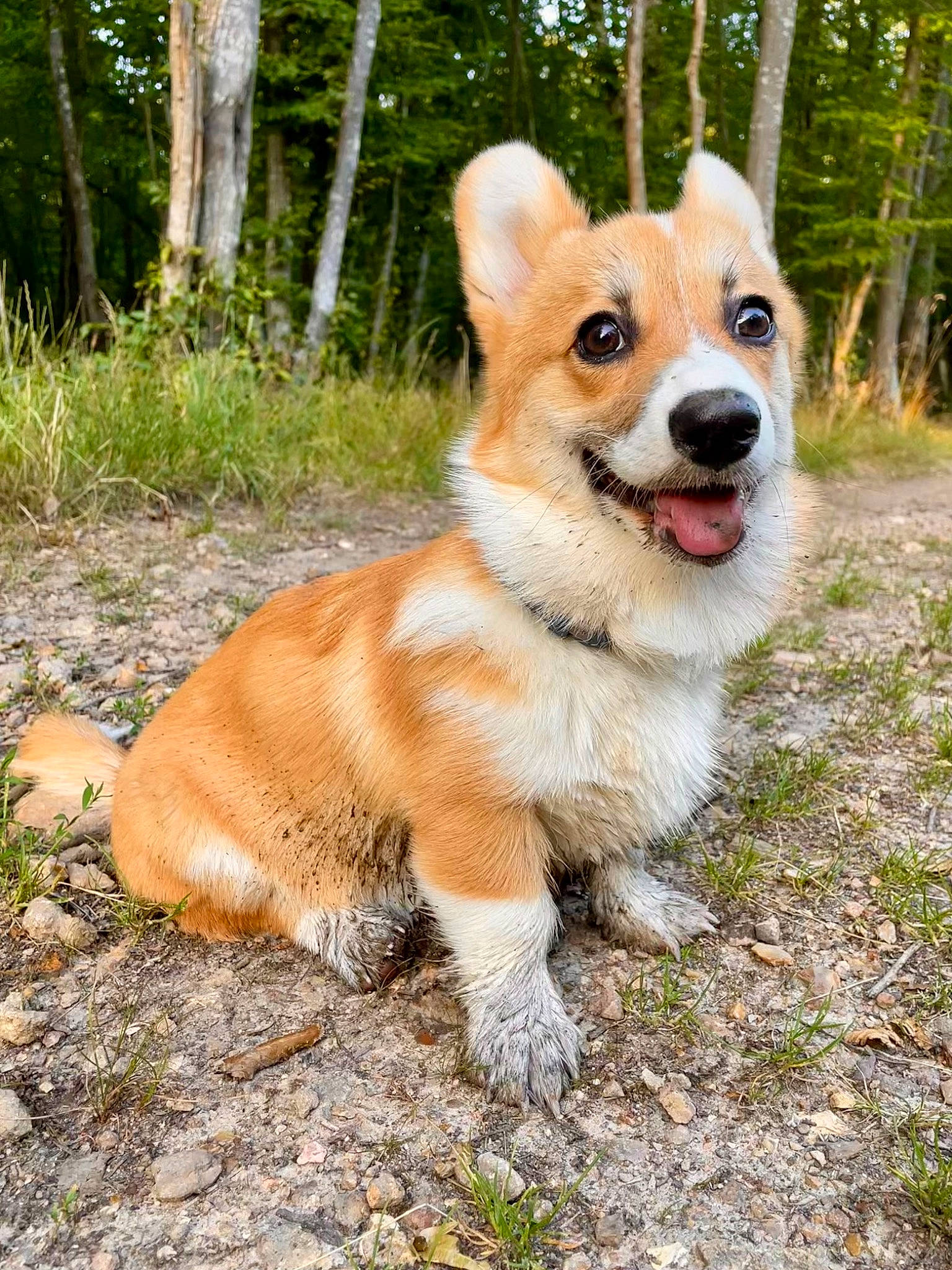 Tagada a rejoint le concours — aidez-le/la à gagner de superbes lots ! ancient_dog_breeds, canidae, carnivore, collar, companion_dog, corgi_chihuahua, dog, dog_breed, fawn, forest, fur, grass, plant, sporting_group, tail, terrestrial_animal, tree, waste_container, whiskers, working_dog