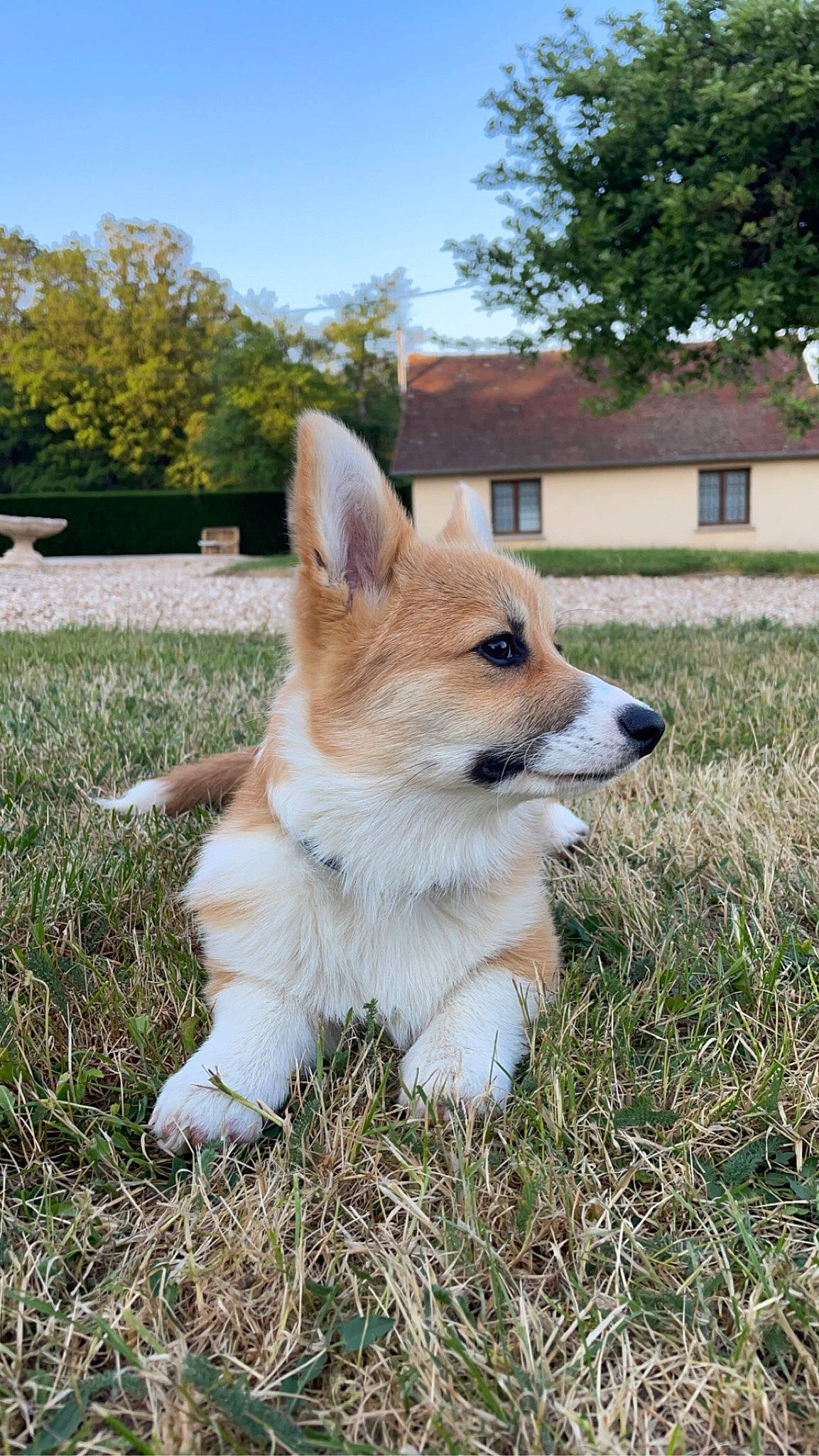 Tagada a rejoint le concours — aidez-le/la à gagner de superbes lots ! building, canidae, carnivore, collar, companion_dog, dog, dog_breed, fawn, fur, grass, plant, sky, snout, sporting_group, tail, terrestrial_animal, tree, whiskers, wildlife, window
