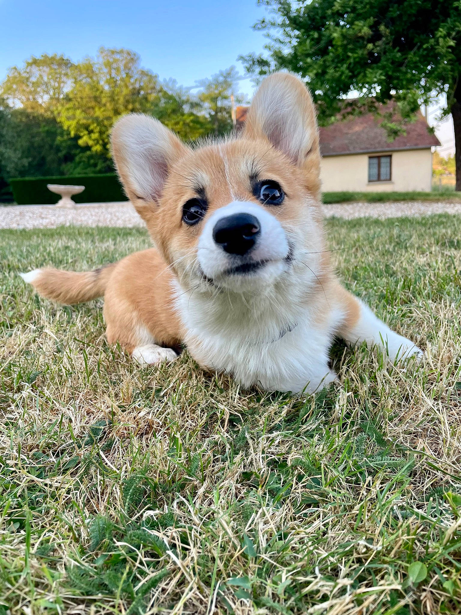 Tagada a rejoint le concours — aidez-le/la à gagner de superbes lots ! canidae, carnivore, companion_dog, dog, dog_breed, dog_supply, fawn, fur, grass, plant, sky, snout, spitz, sporting_group, tail, terrestrial_animal, tree, whiskers, window, working_animal