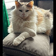Tails is registered to the contest to win money with this photo: animal, cat, comfortable, couch, crossed_paws, cushion, domestic, feline, fluffy, fur, green_bag, home, indoor, light, pet, portrait, relaxed, resting, sofa, window