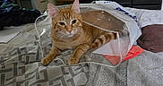 Prince is registered to the contest to win money with this photo: cat, orange_tabby, bed, plastic_bag, indoor, furniture, drawer, blanket, pattern, pet, relaxed, domestic, cozy, resting, animal, living_room, household_item, paper, container, comfort