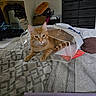 cat, orange_tabby, bed, plastic_bag, indoor, furniture, drawer, blanket, pattern, pet, relaxed, domestic, cozy, resting, animal, living_room, household_item, paper, container, comfort