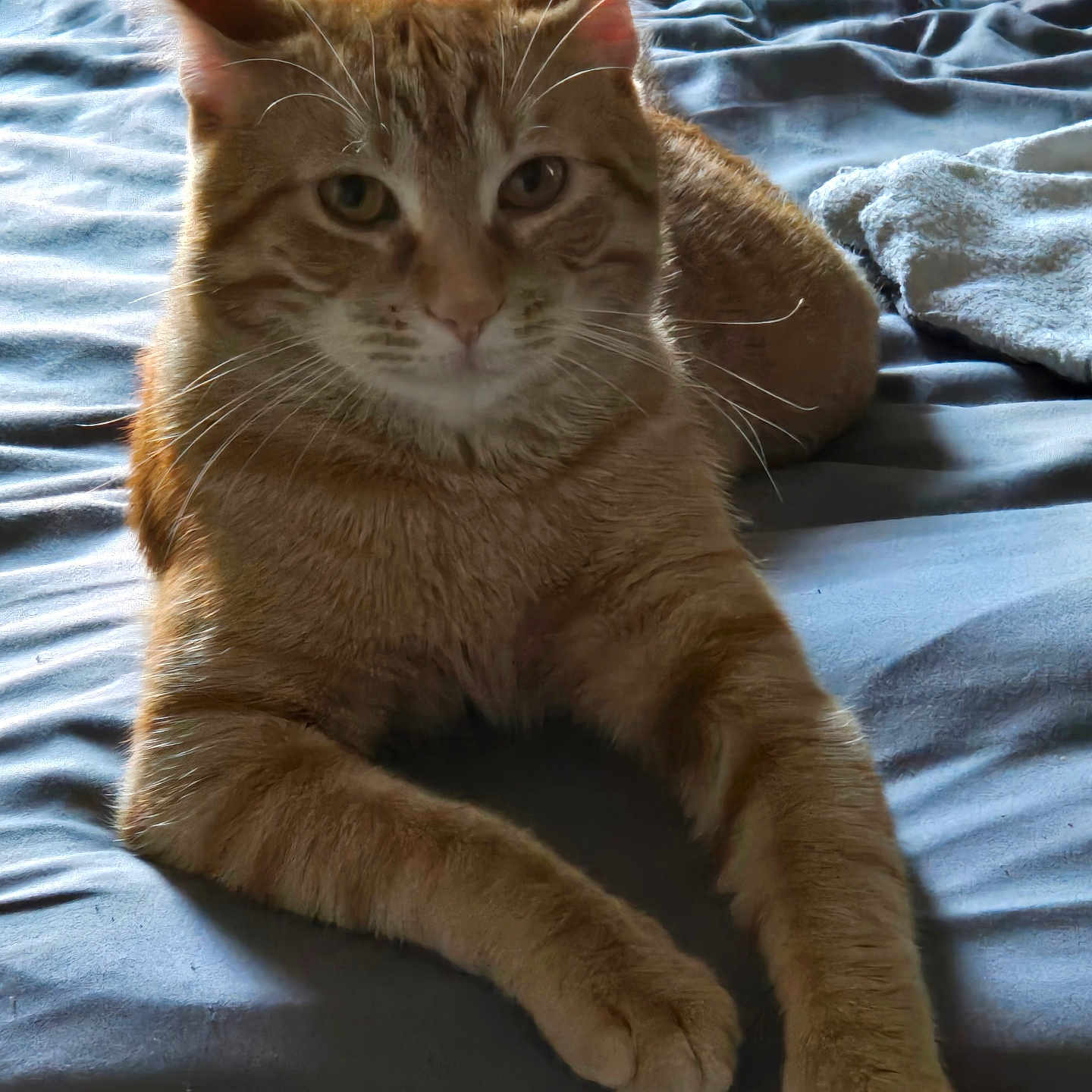 Prince is registered to the contest to win money with this photo: cat, orange_tabby, pet, feline, animal, bed, blue_bedspread, relaxed, whiskers, ears, paws, fur, indoor, comfortable, looking_at_camera, closeup, domestic_animal, resting, sleepy, cozy