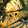 Prince is registered to the contest to win money with this photo: cat, orange_tabby, christmas_tree, branches, curious, wide_eyes, festive, lights, green_needles, whiskers, indoor, pet, holiday, animal, cute, close_up, playful, feline, nose, ears