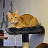 Prince joined the competition — help win amazing prizes! cat, orange_tabby, cat_tree, indoor, pet, feline, plush, perch, toy, dangle, wall, texture, relaxed, looking, animal, domestic, cute, cozy, resting, fur