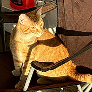 Prince is registered to the contest to win money with this photo: cat, ginger_cat, chair, sunlight, shadow, outdoor, pet, animal, feline, relaxing, domestic_cat, brown, metal_frame, fur, whiskers, ears, tail, seat, daylight, texture