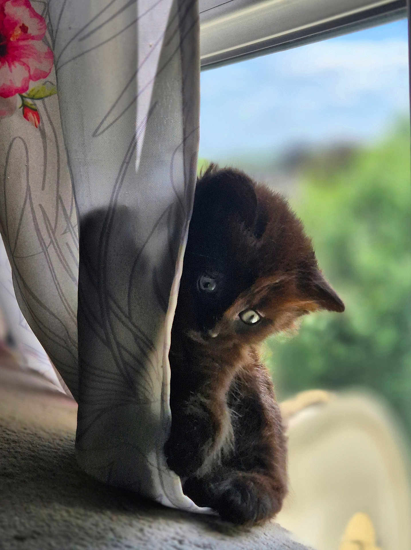 Astra a rejoint le concours — aidez-le/la à gagner de superbes lots ! kitten, cat, curtain, window, indoor, animal, pet, feline, young, cute, curious, soft_light, shadow, green_background, blurred_background, cozy, fur, whiskers, playful, peek