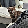 Astra a rejoint le concours — aidez-le/la à gagner de superbes lots ! kitten, cat, black_cat, blue_eyes, fluffy, pet, indoor, couch, blanket, cozy, curious, furniture, home, domestic_animal, young, animal, cute, soft_texture, portrait, sitting
