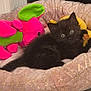 Astra a rejoint le concours — aidez-le/la à gagner de superbes lots ! kitten, black_cat, plush_bed, pink, green, stuffed_animal, elephant_toy, pet_bed, toy, feline, animal, cute, indoor, cozy, small, resting, fur, playful, domestic, comfort