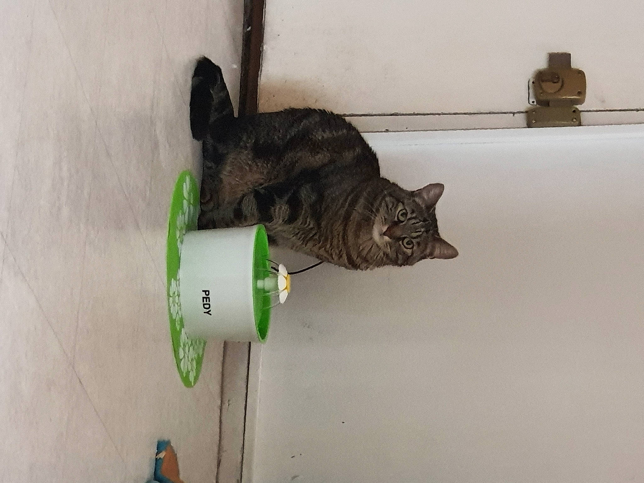 Leo participe au concours pour gagner de l'argent avec cette photo : carnivore, cat, domestic_short_haired_cat, dragon_li, european_shorthair, felidae, small_to_medium_sized_cats, tabby_cat, tail, whiskers