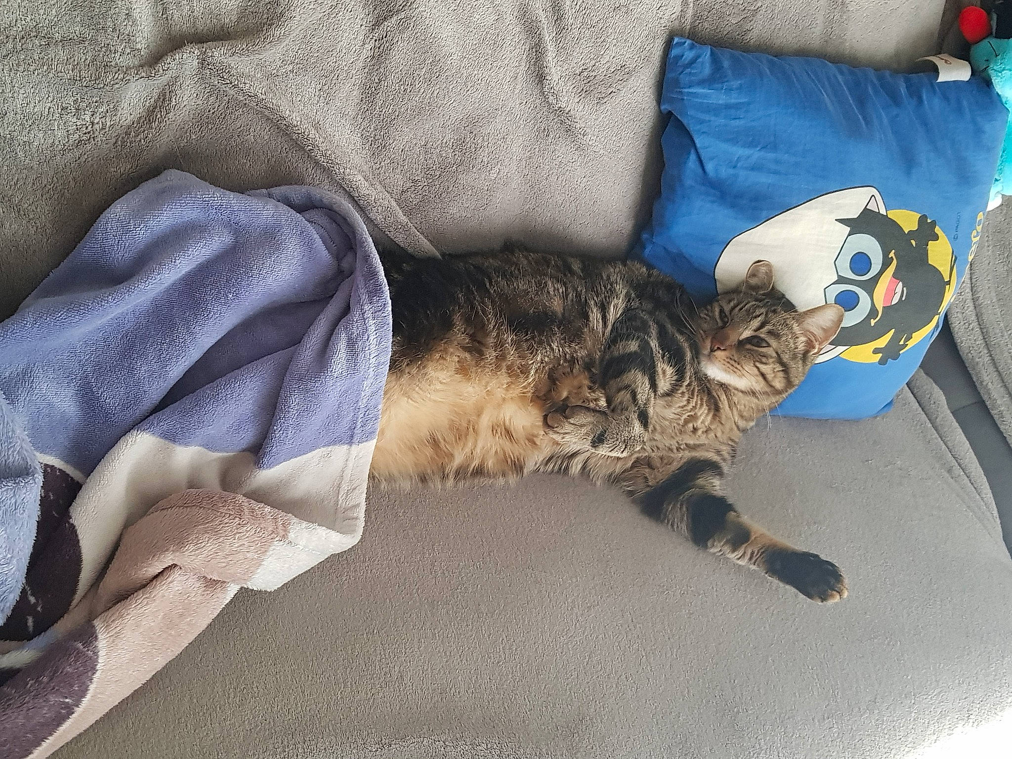 Leo participe au concours pour gagner de l'argent avec cette photo : carnivore, cat, european_shorthair, felidae, fur, kitten, nap, sand, sleep, small_to_medium_sized_cats, tabby_cat, whiskers