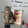 Leo participe au concours pour gagner de l'argent avec cette photo : american_shorthair, asian, california_spangled, carnivore, cat, cat_supply, domestic_short_haired_cat, european_shorthair, felidae, kitten, small_to_medium_sized_cats, tabby_cat, tail, whiskers