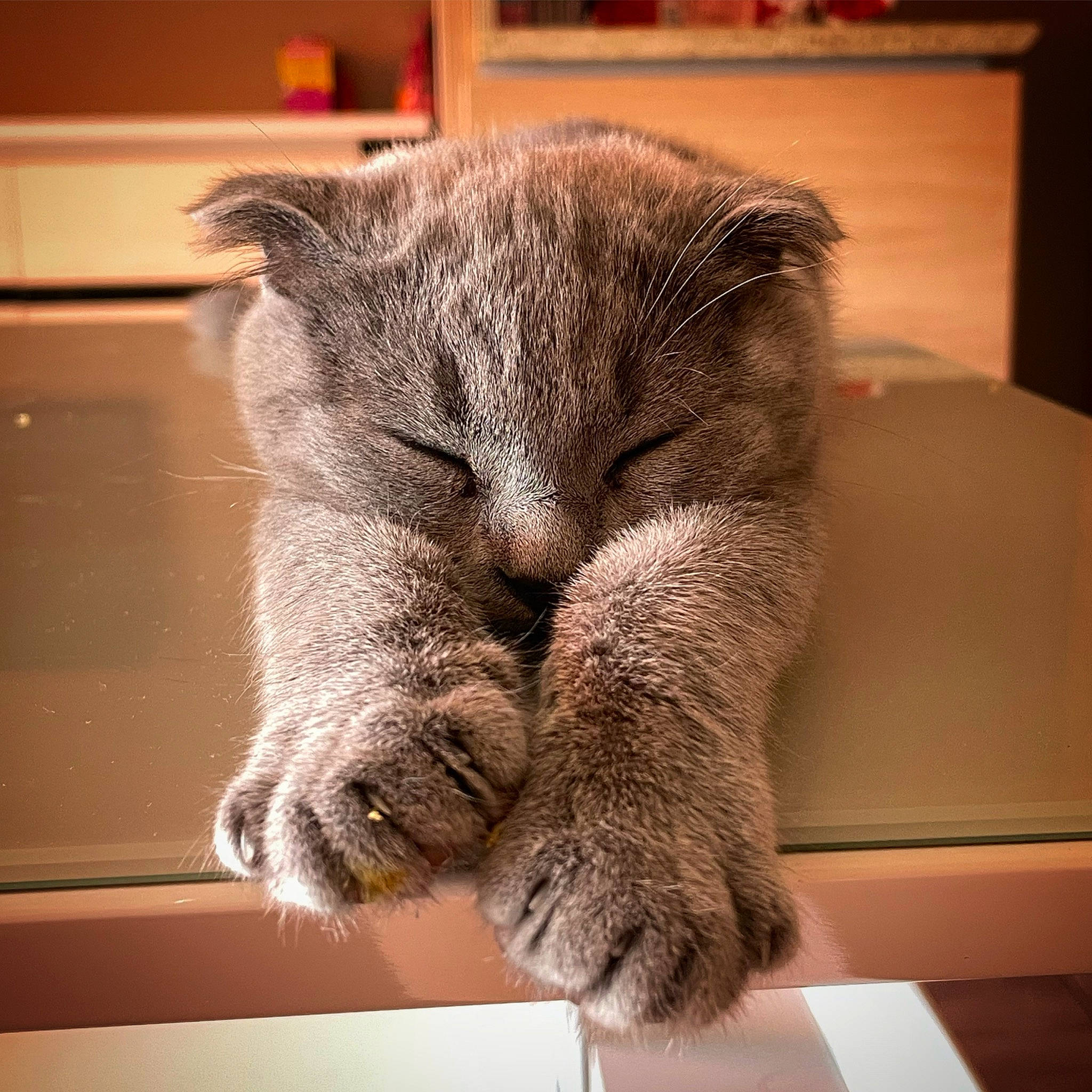 Smoky participe au concours pour gagner de l'argent avec cette photo : carnivore, cat, claw, comfort, domestic_short_haired_cat, fawn, felidae, flooring, fur, grey, nap, paw, sleep, small_to_medium_sized_cats, snout, tail, whiskers, window, wood