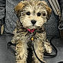 puppy, dog, curly_fur, pink_collar, bell, metal_surface, gray_sweater, person, indoor, leash, cute, pet, animal, closeup, adorable, sitting, looking, young, furry, companion