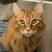 Hank joined the competition — help win amazing prizes! cat, orange_cat, fluffy, whiskers, pet, indoor, floor, rug, green_eyes, fur, curious, animal, feline, domestic_cat, portrait, closeup, sitting, looking_up, home, cute