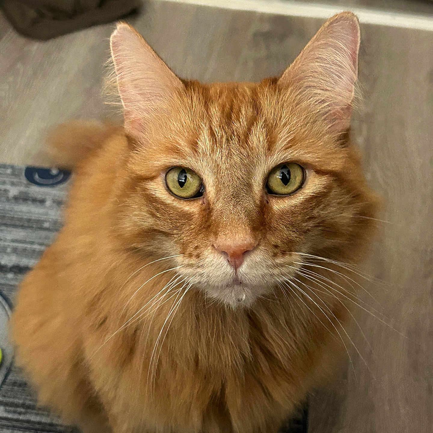 Hank joined the competition — help win amazing prizes! animal, cat, closeup, curious, cute, domestic_cat, feline, floor, fluffy, fur, green_eyes, home, indoor, looking_up, orange_cat, pet, portrait, rug, sitting, whiskers