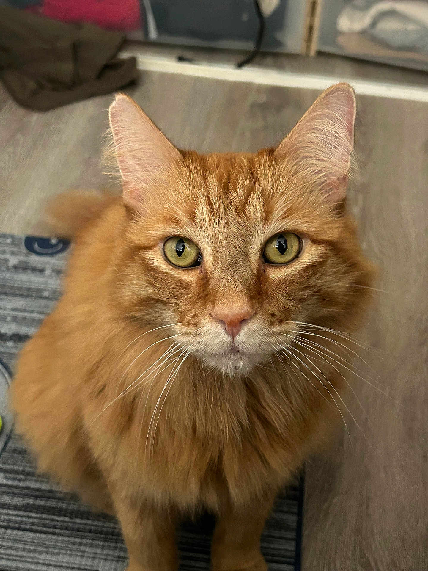 Hank joined the competition — help win amazing prizes! cat, orange_cat, fluffy, whiskers, pet, indoor, floor, rug, green_eyes, fur, curious, animal, feline, domestic_cat, portrait, closeup, sitting, looking_up, home, cute