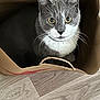 cat, gray_cat, white_cat, pet, animal, paper_bag, floor, wooden_floor, indoors, curious, wide_eyes, whiskers, cute, domestic_cat, feline, looking_up, cozy, hiding, playful, close_up