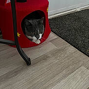 Booboo joined the competition — help win amazing prizes! cat, cat_house, cozy, curiosity, door, doormat, eyes, flooring, furniture_leg, gray_cat, hardwood_floor, indoor, peeking, pet, red_cubby, shelter, stars_decor, toy_balls, whiskers, white_paws