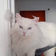 Luna participe au concours pour gagner de l'argent avec cette photo : cat, white_cat, blue_eyes, fluffy, pet, indoor, feline, animal, portrait, closeup, fur, whiskers, ears, looking, domestic_cat, house, window, decor, calm, resting