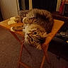 animal, carpet, cat, cozy, curious_eyes, domestic, feline, fluffy, fur, home, indoor, looking, mammal, pet, relaxed, resting, tabby, table, upside_down, wooden_table