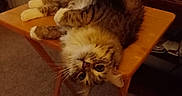 Chloe is registered to the contest to win money with this photo: animal, brown, carpet, cat, cozy, curious, ears, eyes, fluffy, furniture, house, indoor, pet, relaxed, resting, tabby_cat, table, whiskers, white_paws, wooden_table