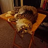 animal, brown, carpet, cat, cozy, curious, ears, eyes, fluffy, furniture, house, indoor, pet, relaxed, resting, tabby_cat, table, whiskers, white_paws, wooden_table