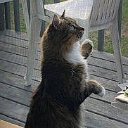 Chloe joined the competition — help win amazing prizes! animal, cat, close_up, curious, domestic_animal, feline, fluffy_fur, home, looking_outside, natural_light, outdoor, paw, pet, plastic_chair, screen_door, side_view, sitting, tabby, white_paws, wooden_deck