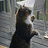 animal, cat, close_up, curious, domestic_animal, feline, fluffy_fur, home, looking_outside, natural_light, outdoor, paw, pet, plastic_chair, screen_door, side_view, sitting, tabby, white_paws, wooden_deck