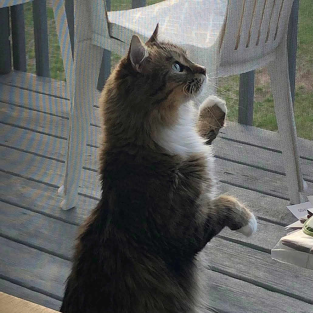 Chloe