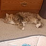 animal, blanket, carpet, cat, comfort, cozy, domestic, dresser, fur, furniture, home, indoor, mammal, pet, quiet, relaxation, resting, sleeping, soft, wood