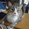 Chase is registered to the contest to win money with this photo: animal, cat, close_up, curious, domestic_animal, feline, fur, green_eyes, home, household, indoor, kitchen, living_room, mammal, pet, relaxed, tabby, table, whiskers, wooden_table
