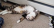 Chase is registered to the contest to win money with this photo: animal, baseboard_heater, carpet, cat, cozy, cute, domestic, feline, floor, home, indoor, lazy, pet, quiet, relaxed, resting, sleeping, tabby, tongue_out, white_fur