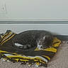 Chase is registered to the contest to win money with this photo: animal, blanket, calm, carpet, cat, cozy, cute, domestic, feline, floor, home, indoor, nap, pet, quiet, relaxed, resting, sleeping, striped, tabby