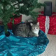 Chase joined the competition — help win amazing prizes! animal, blue, carpet, cat, christmas, christmas_tree, cozy, decorations, feline, festive, gift_box, holiday, home, indoor, pet, present, red, relaxed, tabby_cat, tree_skirt