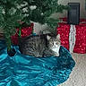 animal, blue, carpet, cat, christmas, christmas_tree, cozy, decorations, feline, festive, gift_box, holiday, home, indoor, pet, present, red, relaxed, tabby_cat, tree_skirt